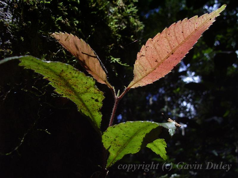 Red and green leaves, Binna Burra IMGP1371.JPG